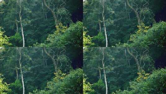 树木丛林森林自然风光高清在线视频素材下载