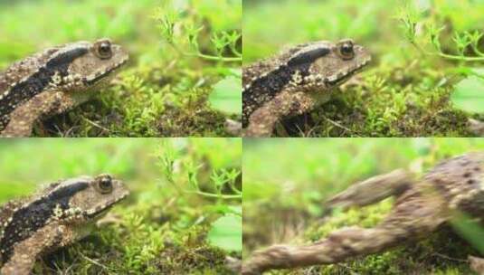 青蛙 蟾蜍 小动物 蛤蟆 林间动物高清在线视频素材下载