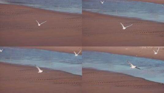 海鸥实拍慢动作系列高清在线视频素材下载