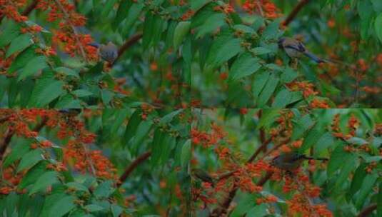 蓝翅希鹛 小鸟停在树枝上 采花 吃花蜜高清在线视频素材下载