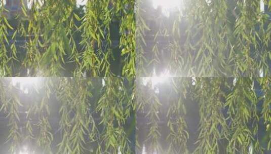 盛开的柳树枝芽春意绿色高清在线视频素材下载