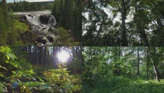 茂密的丛林 视频合集高清在线视频素材下载