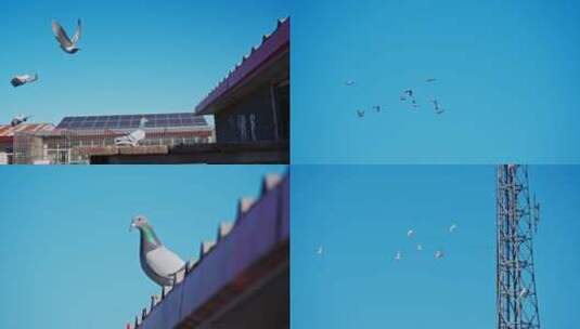 天空中自由飞翔的鸽子 视频素材合集高清在线视频素材下载