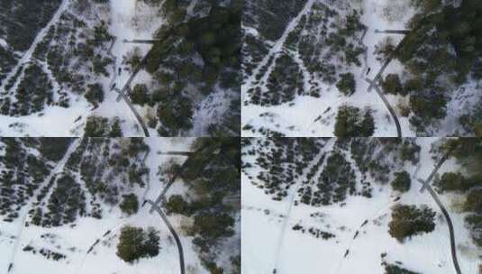 雪橇穿梭在树林里高清在线视频素材下载
