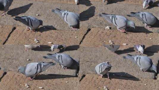 北京故宫午门前的鸽子在吃食高清在线视频素材下载