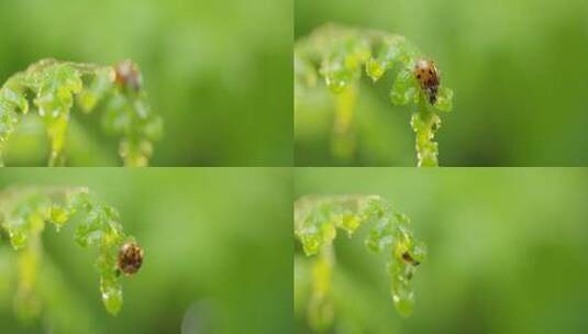 瓢虫 雨过天晴 阳光 蕨叶 6高清在线视频素材下载