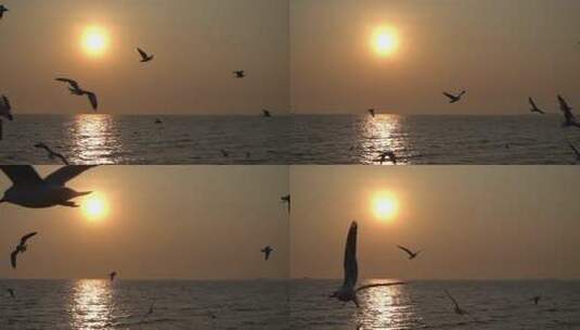海边海鸥飞翔夕阳下的海鸥高清在线视频素材下载
