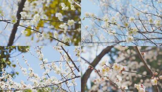 春天风景唯美樱花盛开4K实拍高清在线视频素材下载