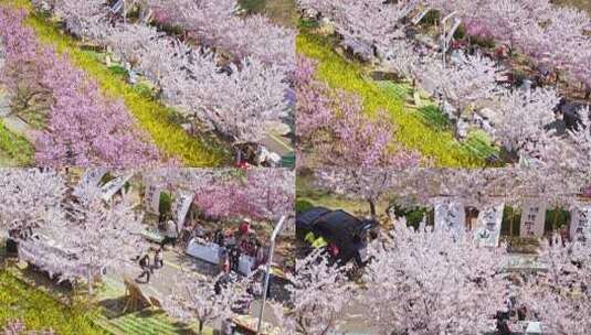 樱花节樱花市集春天市集50帧高清在线视频素材下载