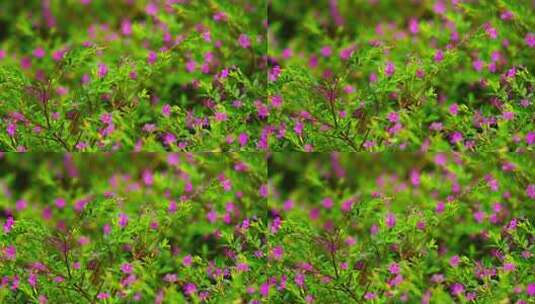 花草景观植物细叶萼距花B高清在线视频素材下载