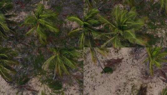 巴西巴哈伊因巴赛椰子树上空的天顶无人机高清在线视频素材下载