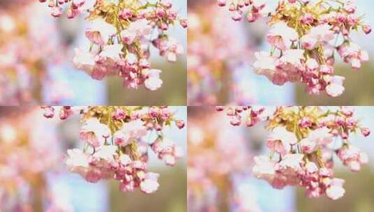 春天里的樱花随风潺潺高清在线视频素材下载