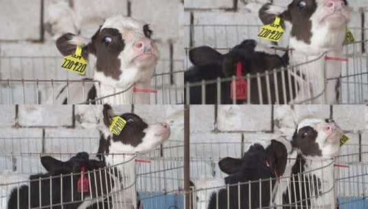 奶牛 小奶牛 奶牛场 奶牛养殖 (6)高清在线视频素材下载