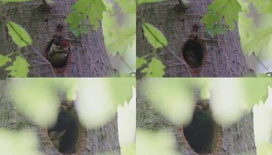 吃虫子的啄木鸟高清在线视频素材下载