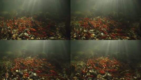 水下鱼群觅食高清在线视频素材下载
