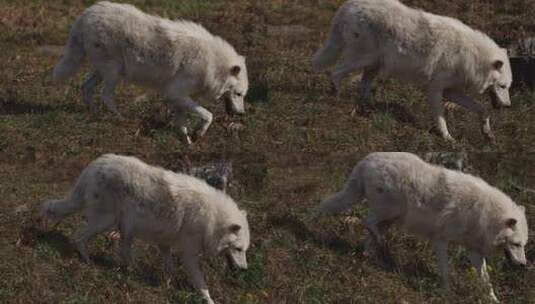 北极狼走下长满草的小山slomo特写高清在线视频素材下载