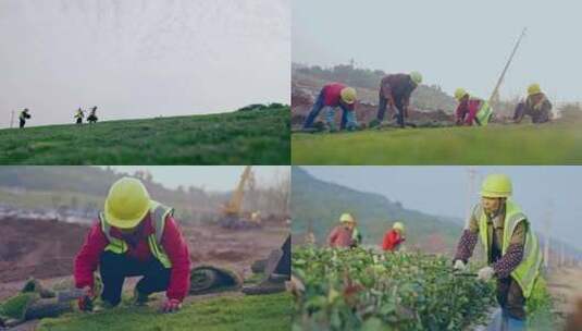 城市建设工人施工植树铺草坪高清在线视频素材下载