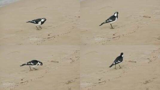 喜鹊-百灵鸟在沙滩上寻找昆虫。慢动作。高清在线视频素材下载
