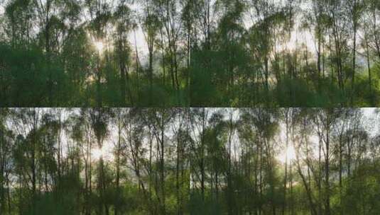 阳光树林风景高清在线视频素材下载