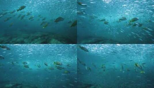 4K水下奇观、海底世界、鱼群、密集恐惧症高清在线视频素材下载