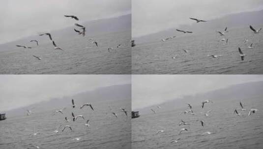 4K阴天海鸥飞翔高清在线视频素材下载