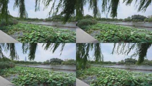 济南大明湖夏季荷花盛开风光高清在线视频素材下载