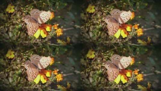在花丛中飞飞停停的蝴蝶高清在线视频素材下载