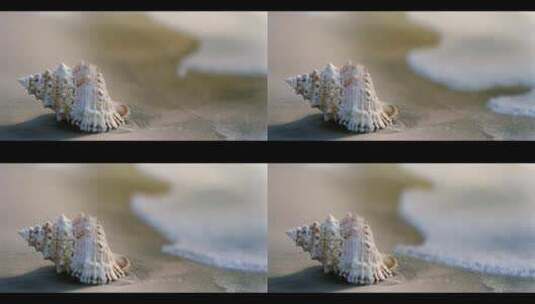 cam07-海滩海螺高清在线视频素材下载