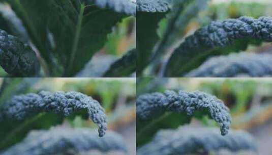 有机羽衣甘蓝生长在后院的花盆里。高清在线视频素材下载
