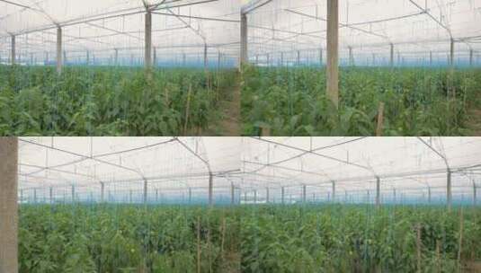 蔬菜大棚，种植温室蔬菜高清在线视频素材下载