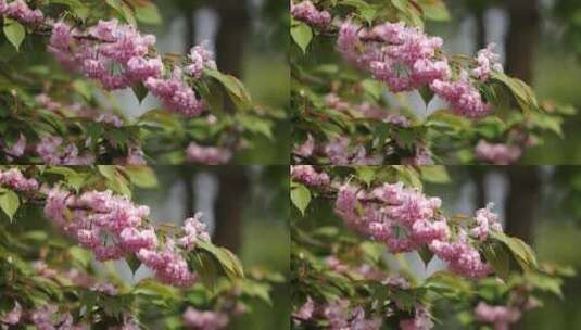春天盛开的樱花 晚樱高清在线视频素材下载