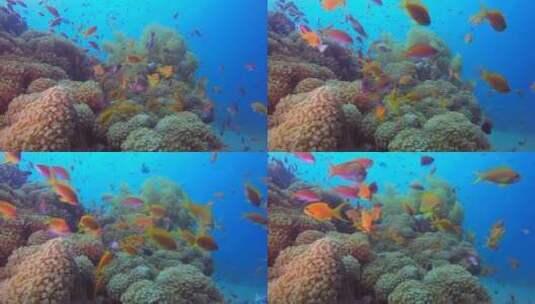 海洋里鱼群的特写镜头高清在线视频素材下载