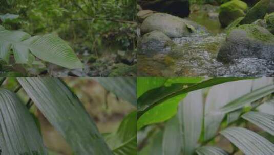 森林树木溪水高清在线视频素材下载