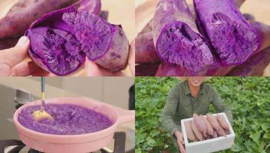 粉糯紫薯 紫薯泥高清在线视频素材下载