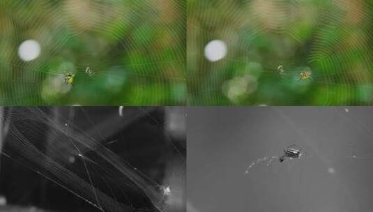 [合集]蜘蛛织网下雨天蜘蛛网高清在线视频素材下载
