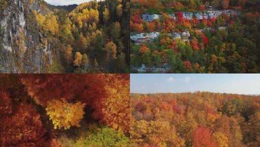 【合集】秋天的森林树叶落叶高清在线视频素材下载