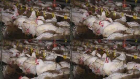 养鸡场饲养白羽鸡环境 (19)高清在线视频素材下载