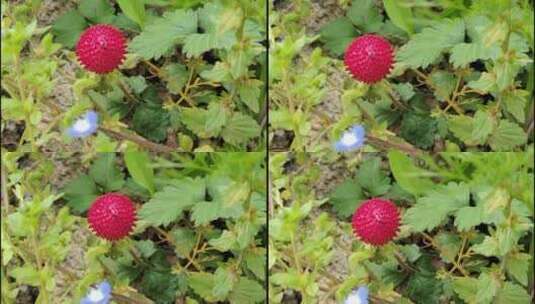 常见野草之蔷薇目蛇莓高清在线视频素材下载