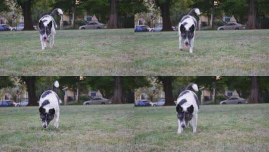 狗在草地上走高清在线视频素材下载