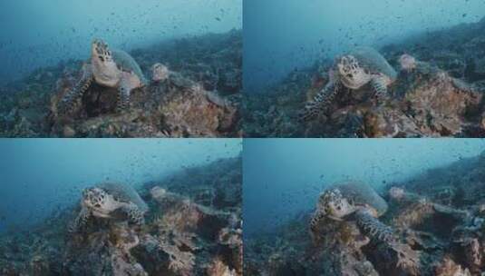 海龟在海底的礁石上游泳高清在线视频素材下载