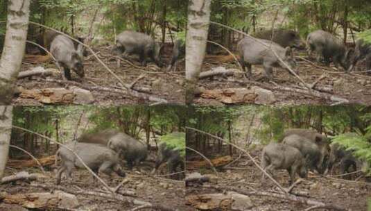 一群野猪在森林里觅食高清在线视频素材下载