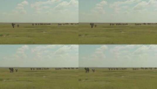 一群大象在迁徙高清在线视频素材下载