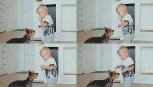 喂小狗吃食物的男孩高清在线视频素材下载