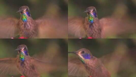 紫罗兰耳蜂鸟高清在线视频素材下载
