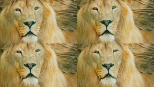 雄狮的肖像高清在线视频素材下载