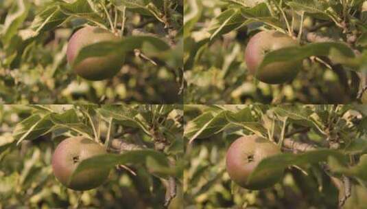 苹果树上苹果的特写镜头高清在线视频素材下载