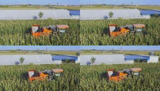秋收玉米高清在线视频素材下载