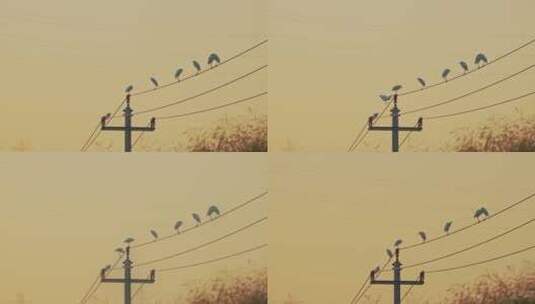 田园生活电线杆子上的鸟高清在线视频素材下载