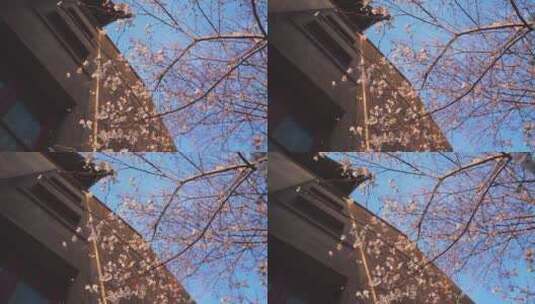 武汉大学春天满树的樱花高清在线视频素材下载