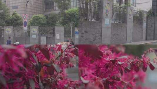 成都师范附属小学 五朵金花之一 4k实拍高清在线视频素材下载
